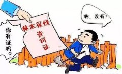 村官被指无证伐树，违规强征村民开垦的