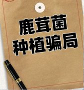 河南新郑一公司被指以种植鹿茸菌为名行