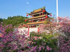 青山之上的“程序之困”--广东观音山国